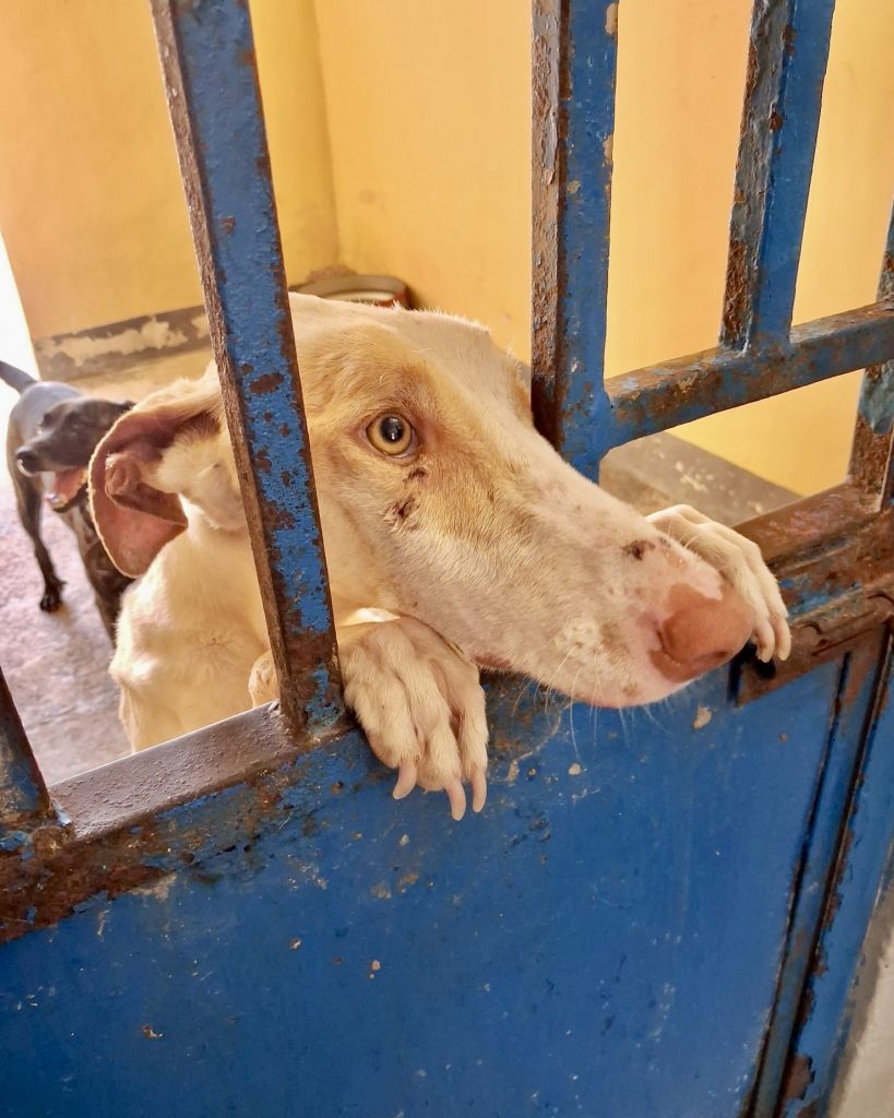 Mable noch in der Perrera