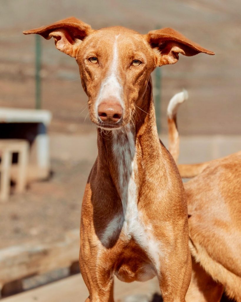 Podenco_1