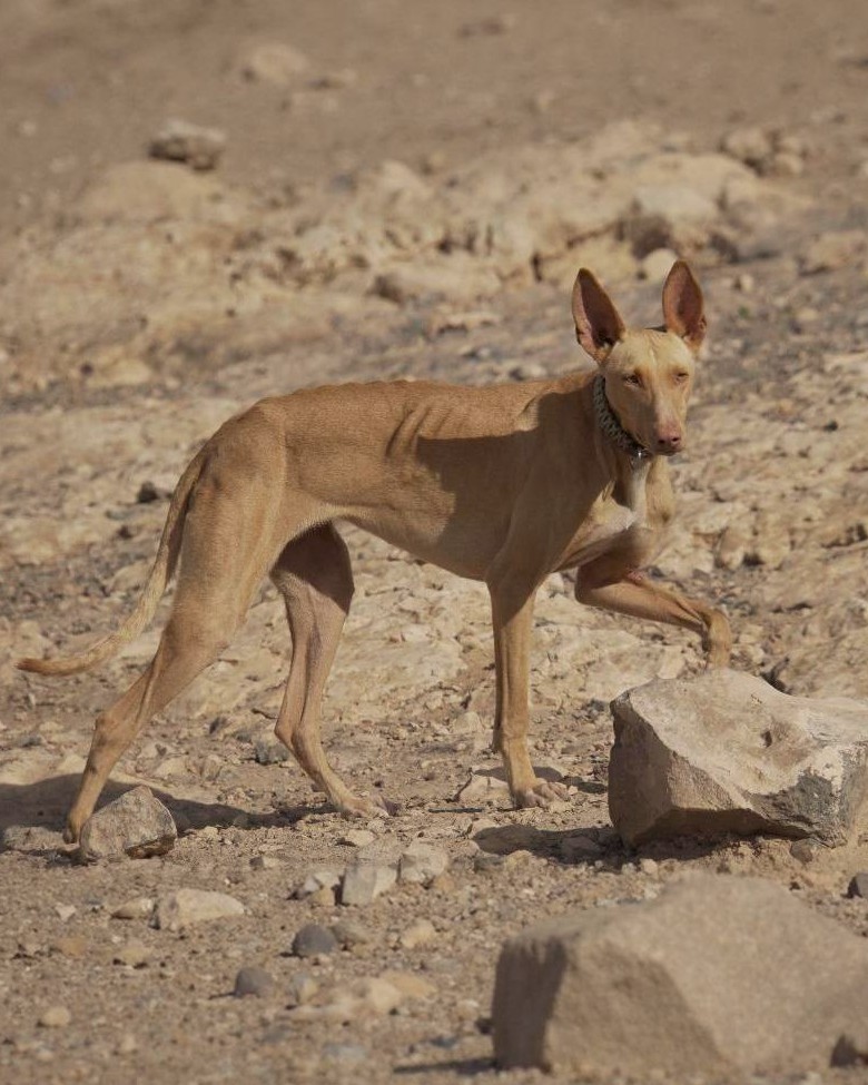 Podenco_11