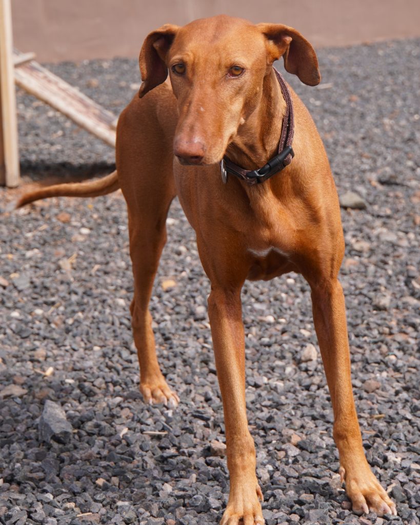 Podenco_13