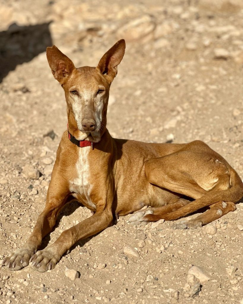 Podenco_15