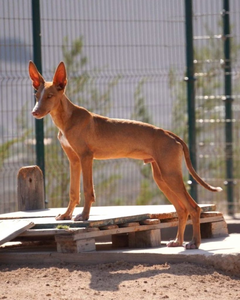 Podenco_16