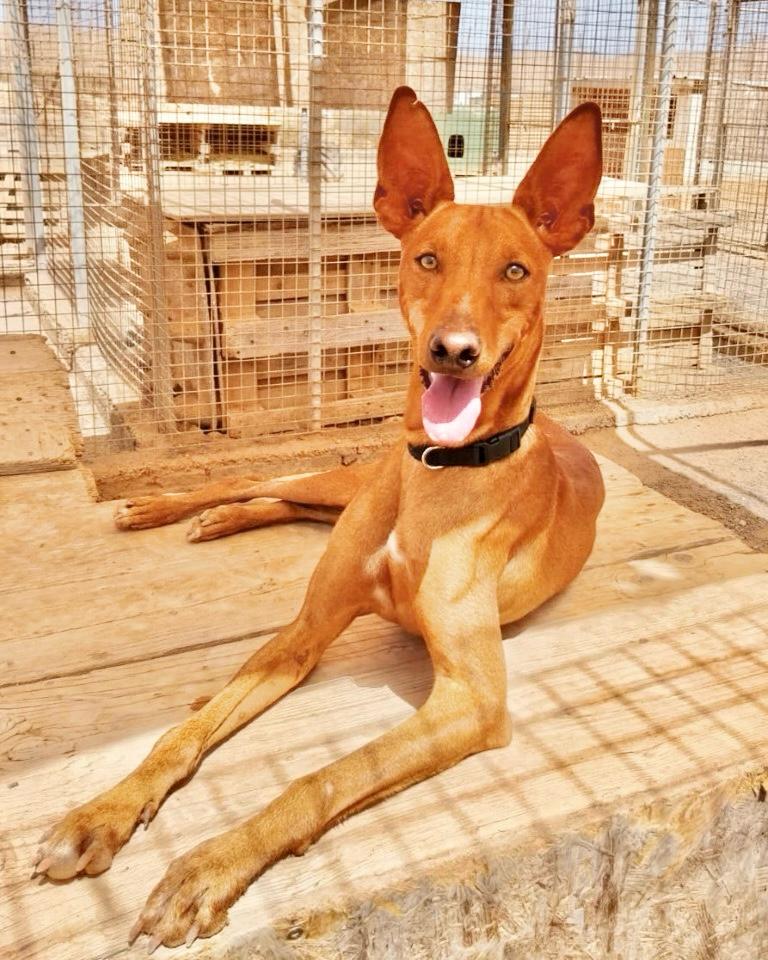 Podenco_17