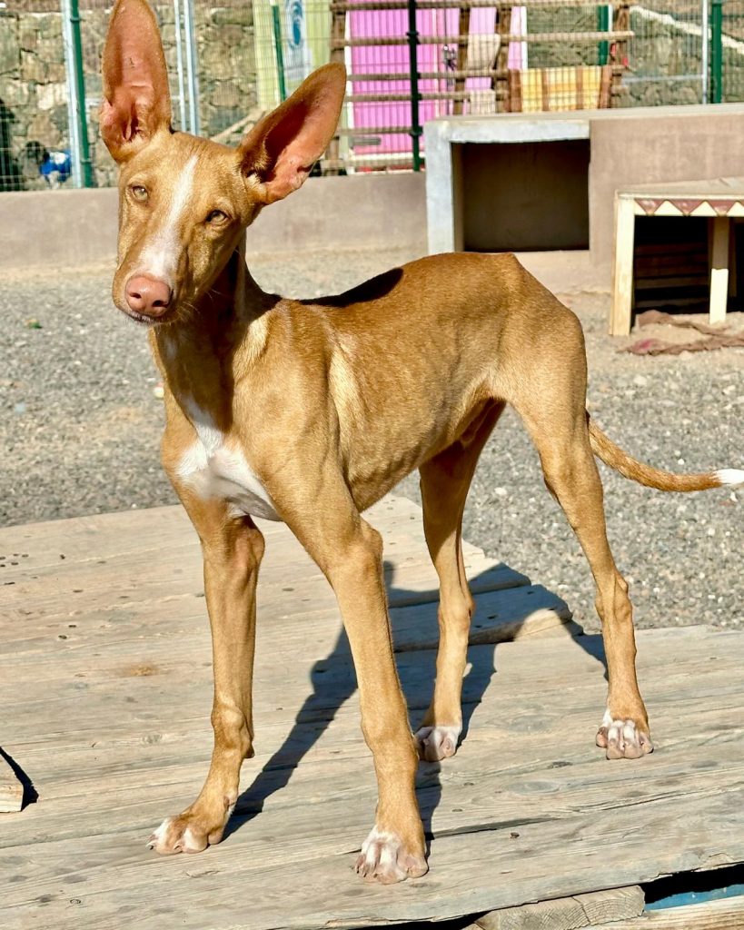 Podenco_19