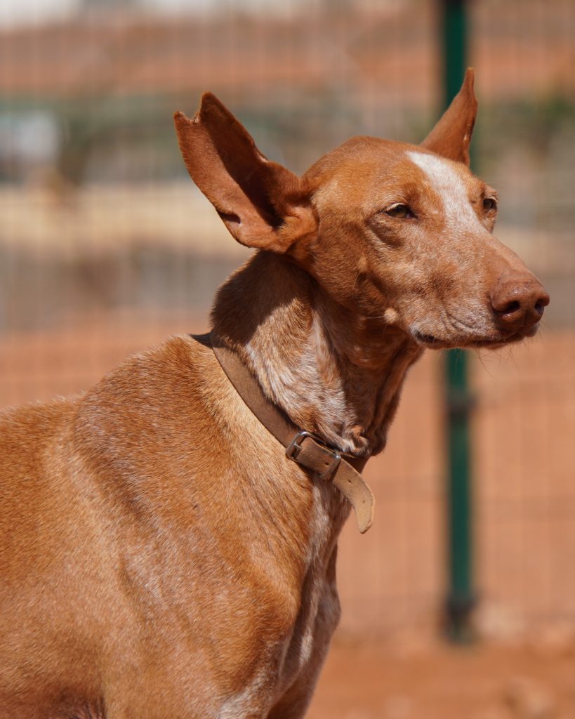 Podenco_3