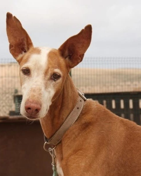 Podenco_5