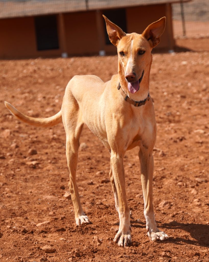 Podenco_6