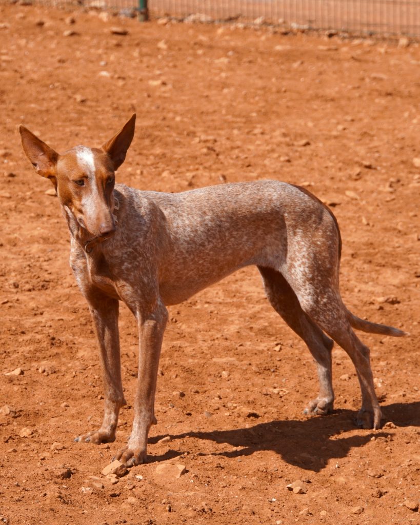 Podenco_8