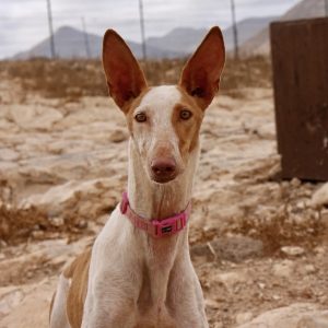 Mora